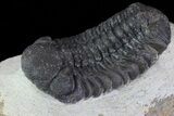Bargain, Austerops Trilobite - Visible Eye Facets #80664-2